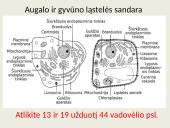 Eukariotų ląstelės 3 puslapis