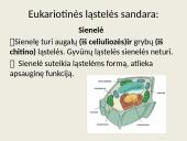Eukariotų ląstelės 4 puslapis