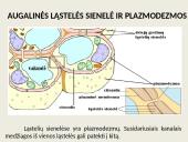 Eukariotų ląstelės 5 puslapis