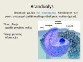 Eukariotų ląstelės 8 puslapis