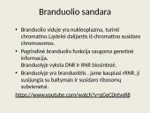 Eukariotų ląstelės 9 puslapis