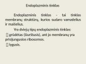 Eukariotų ląstelės 10 puslapis