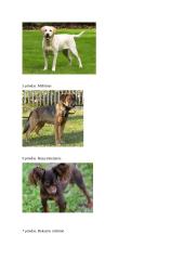 Projektas ,,Šunų refleksai ir jų atmintis“ 10 puslapis