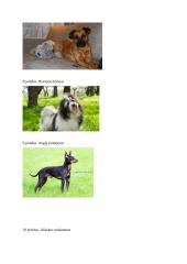 Projektas ,,Šunų refleksai ir jų atmintis“ 11 puslapis