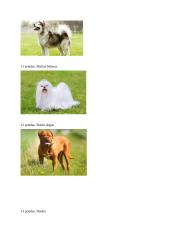 Projektas ,,Šunų refleksai ir jų atmintis“ 12 puslapis