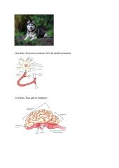 Projektas ,,Šunų refleksai ir jų atmintis“ 13 puslapis