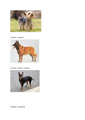 Projektas ,,Šunų refleksai ir jų atmintis“ 9 puslapis