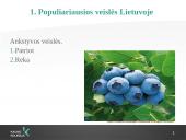 Šilauogių auginimo technologijos 2 puslapis