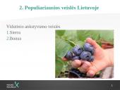 Šilauogių auginimo technologijos 3 puslapis