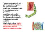 Limfinė sistema, kraujo gamybos ir imuninės apsaugos organai  10 puslapis