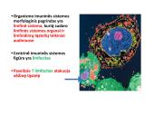 Limfinė sistema, kraujo gamybos ir imuninės apsaugos organai  15 puslapis