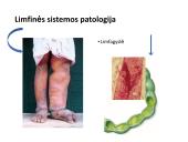 Limfinė sistema, kraujo gamybos ir imuninės apsaugos organai  2 puslapis
