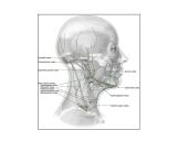 Limfinė sistema, kraujo gamybos ir imuninės apsaugos organai  3 puslapis