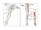Limfinė sistema, kraujo gamybos ir imuninės apsaugos organai  4 puslapis