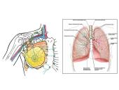 Limfinė sistema, kraujo gamybos ir imuninės apsaugos organai  5 puslapis