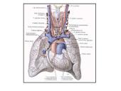 Limfinė sistema, kraujo gamybos ir imuninės apsaugos organai  6 puslapis