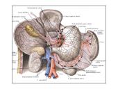 Limfinė sistema, kraujo gamybos ir imuninės apsaugos organai  7 puslapis
