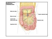 Limfinė sistema, kraujo gamybos ir imuninės apsaugos organai  8 puslapis