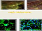 Ląstelių vidinės struktūros