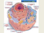 Ląstelių vidinės struktūros 2 puslapis