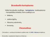 Ląstelių vidinės struktūros 11 puslapis