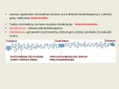 Ląstelių vidinės struktūros 12 puslapis