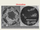 Ląstelių vidinės struktūros 13 puslapis