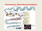 Ląstelių vidinės struktūros 14 puslapis