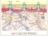 Ląstelių vidinės struktūros 15 puslapis