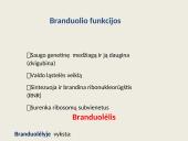 Ląstelių vidinės struktūros 16 puslapis