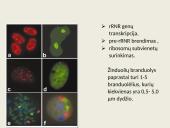 Ląstelių vidinės struktūros 17 puslapis