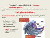 Ląstelių vidinės struktūros 18 puslapis