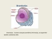 Ląstelių vidinės struktūros 3 puslapis