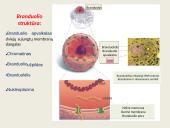 Ląstelių vidinės struktūros 4 puslapis