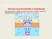 Ląstelių vidinės struktūros 6 puslapis