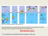 Ląstelių vidinės struktūros 7 puslapis