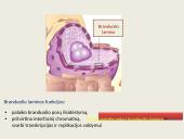 Ląstelių vidinės struktūros 10 puslapis