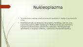 Ląstelės branduolys (skaidrės) 5 puslapis