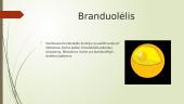 Ląstelės branduolys (skaidrės) 6 puslapis