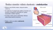 Širdies ir kraujagyslių sistema. Skaidrės 13 puslapis