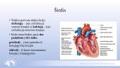 Širdies ir kraujagyslių sistema. Skaidrės 14 puslapis