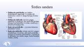 Širdies ir kraujagyslių sistema. Skaidrės 15 puslapis