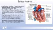 Širdies ir kraujagyslių sistema. Skaidrės 16 puslapis