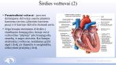 Širdies ir kraujagyslių sistema. Skaidrės 17 puslapis
