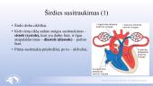 Širdies ir kraujagyslių sistema. Skaidrės 18 puslapis