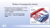 Širdies ir kraujagyslių sistema. Skaidrės 3 puslapis