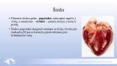 Širdies ir kraujagyslių sistema. Skaidrės 6 puslapis