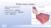 Širdies ir kraujagyslių sistema. Skaidrės 7 puslapis