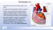 Širdies ir kraujagyslių sistema. Skaidrės 8 puslapis