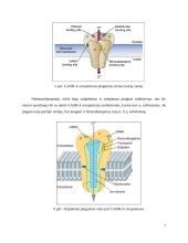 Raminamieji ir migdomieji 7 puslapis
